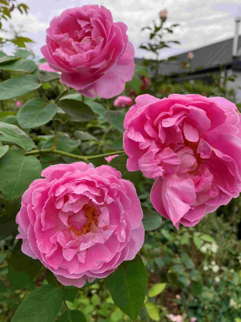 Three fully bloomed pink roses with layered petals on a garden shrub